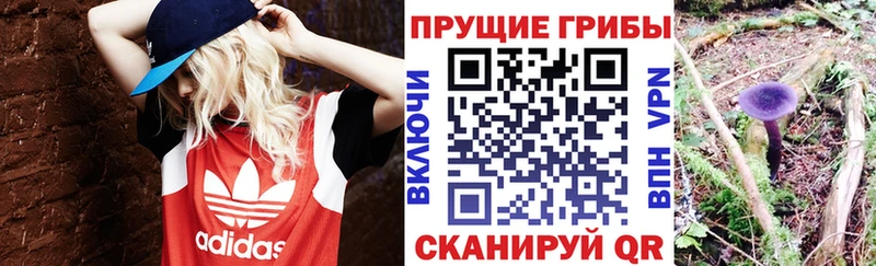 blacksprut вход Сосновый Бор Псилоцибиновые грибы прущие грибы