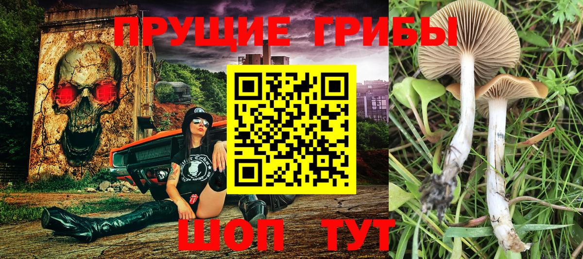 Псилоцибиновые грибы Cubensis  Вход с VPN  где продают наркотики  Сосновый Бор  Псилоцибиновые грибы Psilocybe 